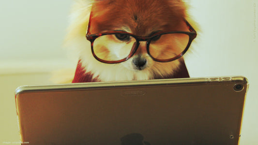 Squirrels are going NUTS! computer game is on Steam